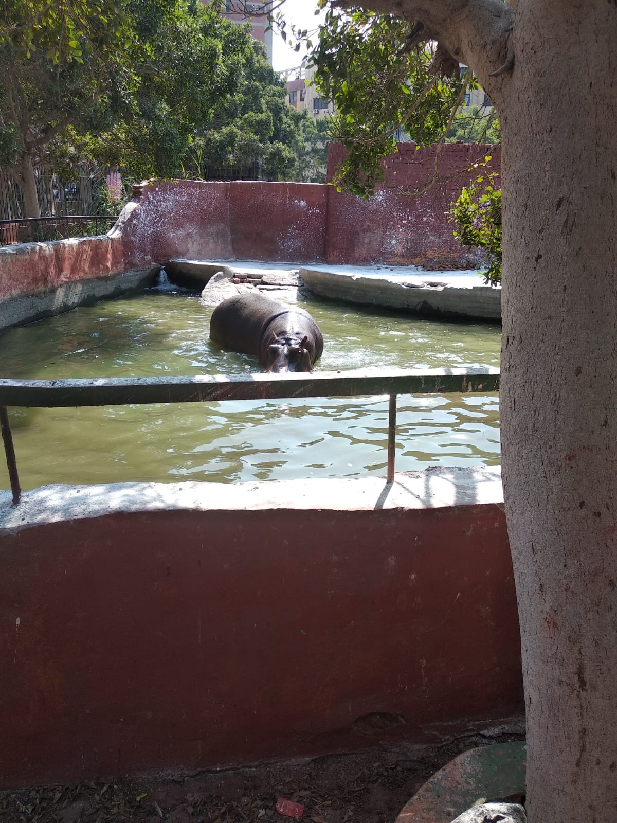 فرس النهر فرس النهر