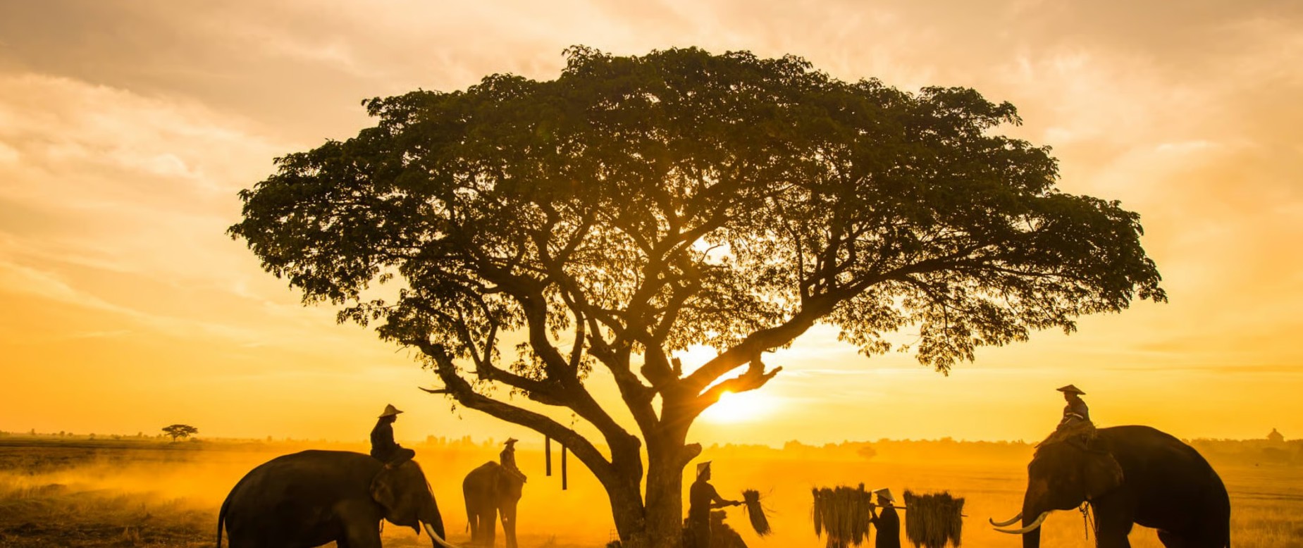 أسبوع عالمي للحيوانات