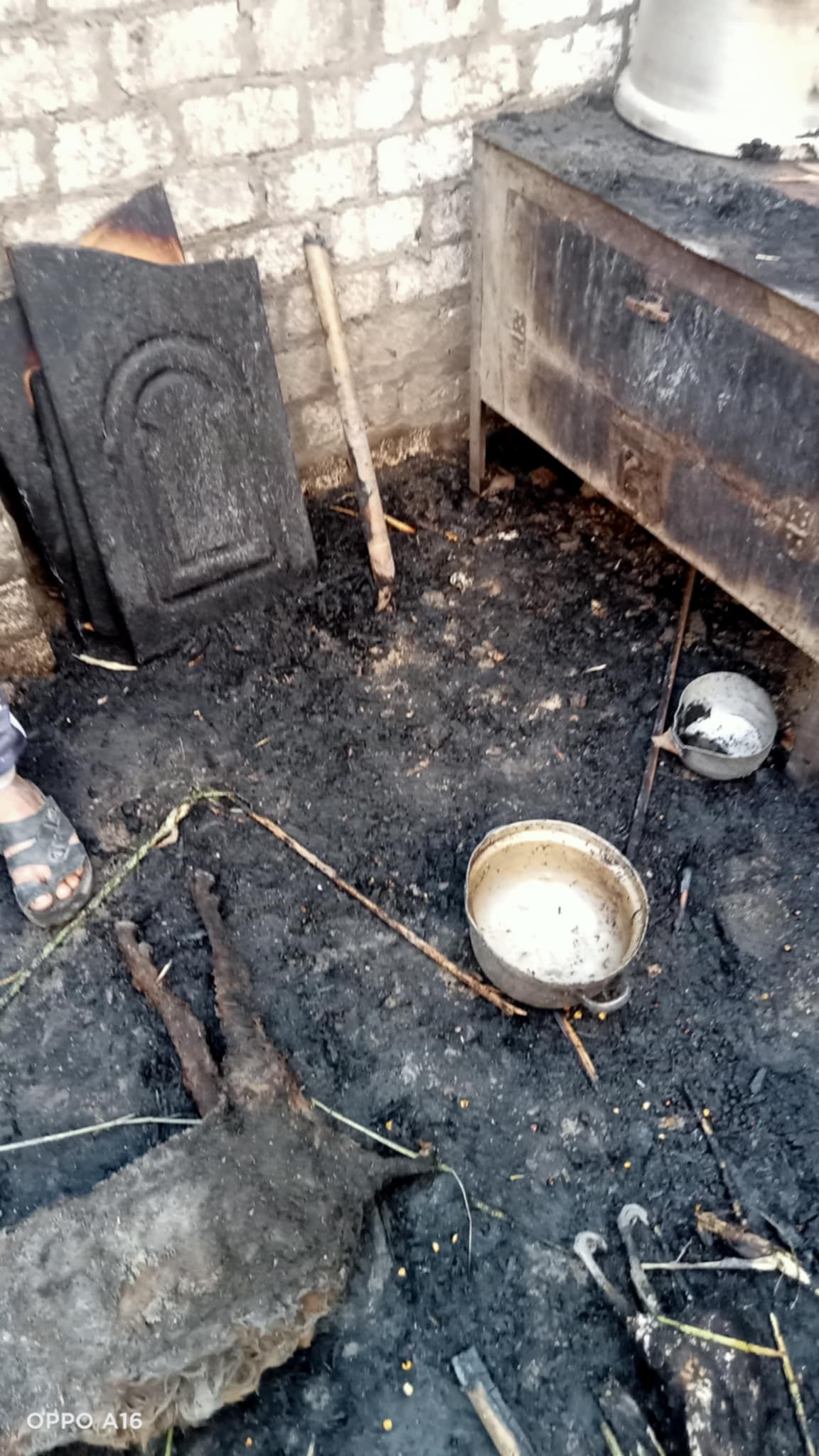 نفوق بعض الحيوانات بالمنزل نفوق بعض الحيوانات بالمنزل