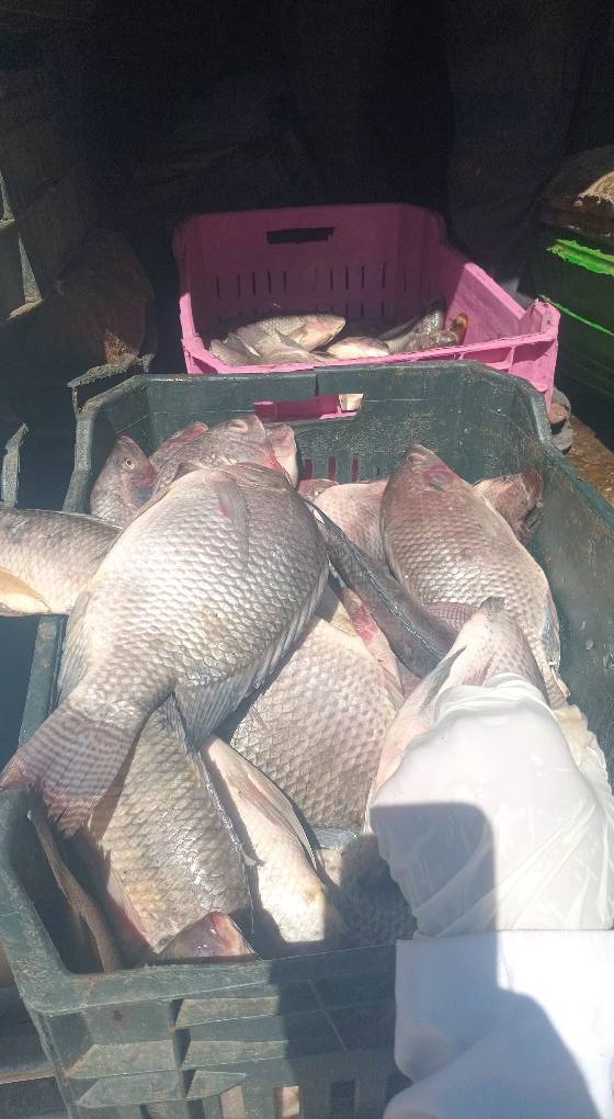 الأسماك داخل السيارة