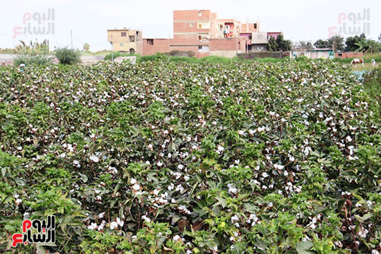 قطن-القليوبية