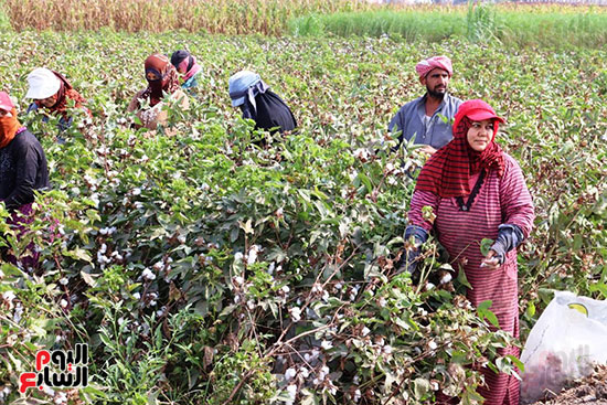 السيدات-بمزارع-القطن