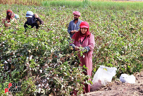 حصاد-القطن-بالقليوبية