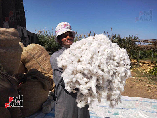 جمال-قطن-القليوبية