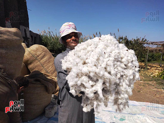 فرحة-حصاد-القطن-بالقليوبية