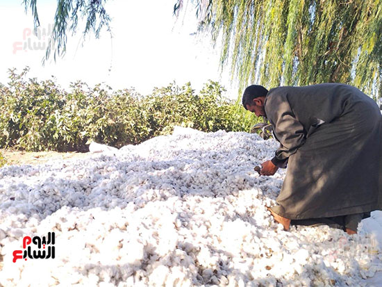 تفريد-القطن_1