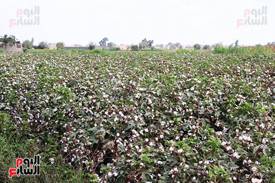 القطن-المصري