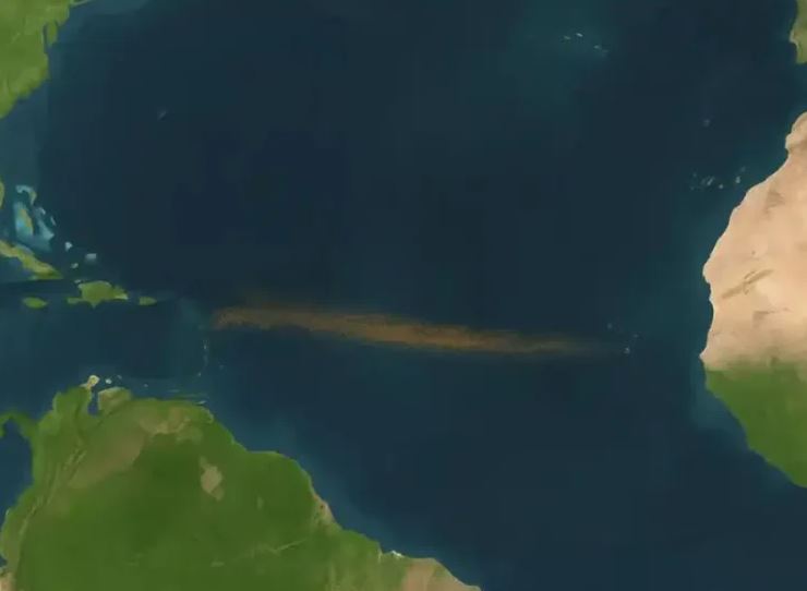 حزام الأعشاب البحرية