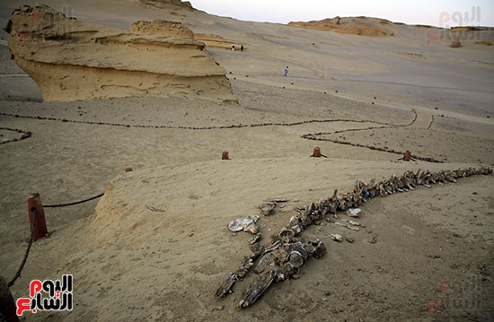 وادى الحيتان