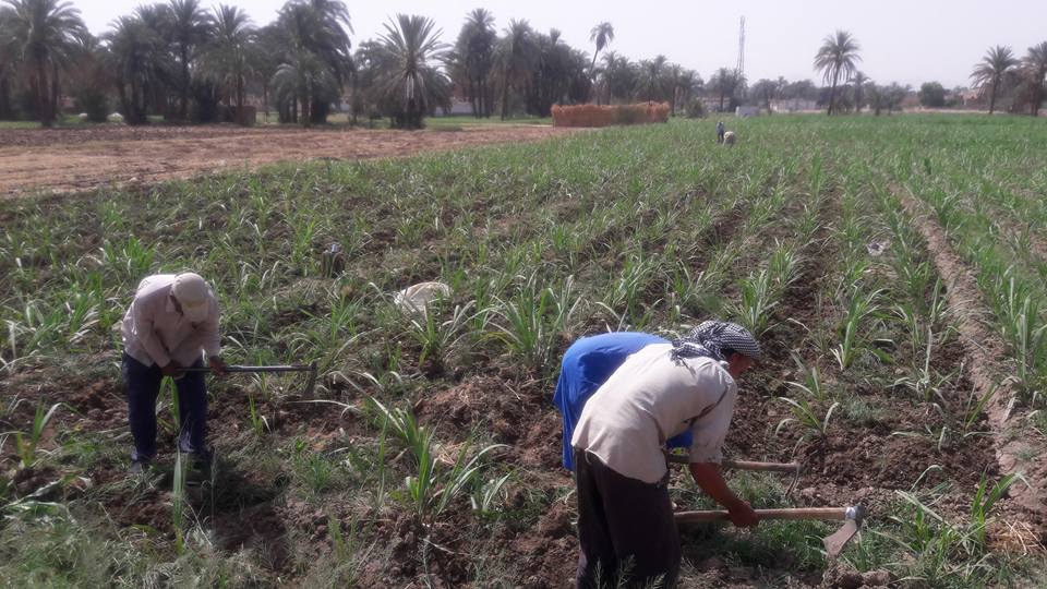 زراعة الأقصر تعلن علاج مساحة 571 فدان من دودة القصب الكبيرة زراعة الأقصر تعلن علاج مساحة 571 فدان من دودة القصب الكبيرة