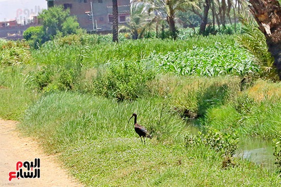 ظهور طائر ابو منجل اللامع بقرى أسيوط ظهور طائر ابو منجل اللامع بقرى أسيوط