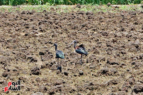 أبو منجل يبلغ من الطول تقريبا 55-65سم أبو منجل يبلغ من الطول تقريبا 55-65سم