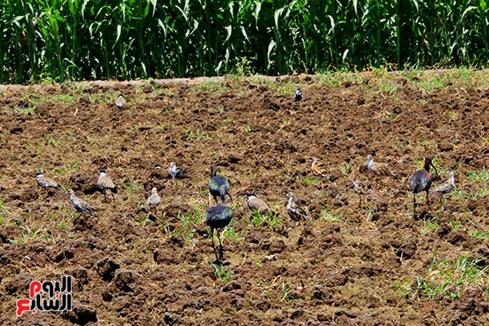 ابو منجل اللامع يقترب ما بين المحمر البني وذو أجنحة لامعة خضراء ابو منجل اللامع يقترب ما بين المحمر البني وذو أجنحة لامعة خضراء