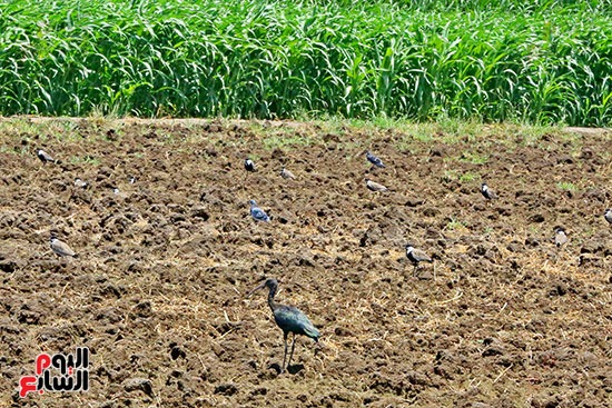 أبو المنجل طائر يشبه ابوقردان صديق الفلاح أبو المنجل طائر يشبه ابوقردان صديق الفلاح