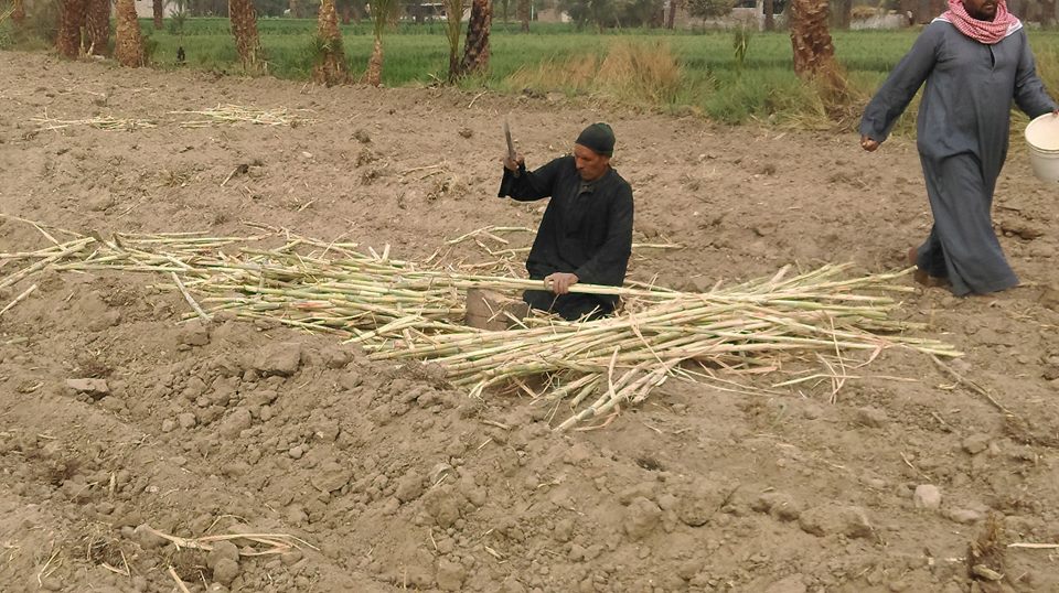 دعم المزارعين حول الأقصر قبل الموسم الشتوى دعم المزارعين حول الأقصر قبل الموسم الشتوى