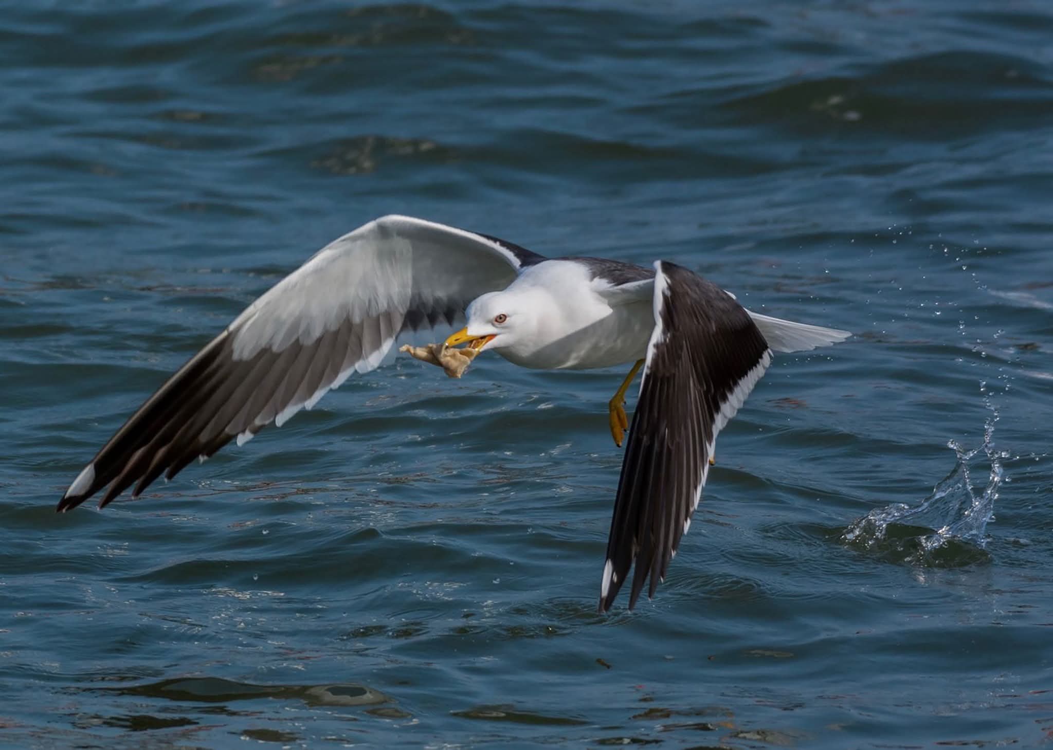 اللقطات التى التقطها العاملين بمحمية اشتوم الجميل
