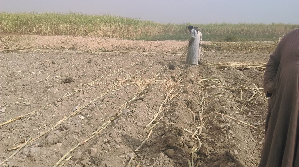 مجهودات زراعة الأقصر مع دخول موسم الزراعات الشتوية مجهودات زراعة الأقصر مع دخول موسم الزراعات الشتوية