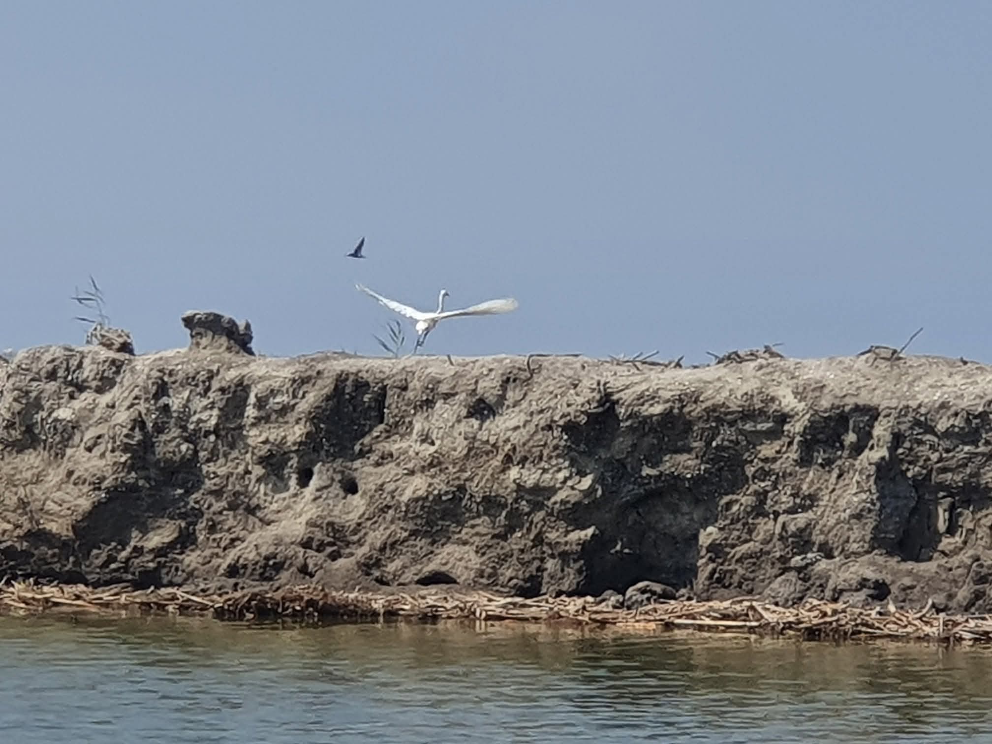 الطيور المهاجرة من محمية اشتوم الجميل