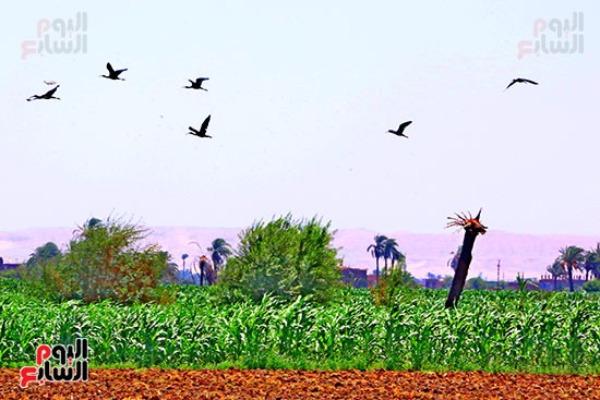 أبو منجل احد الطيور المهاجرة أبو منجل احد الطيور المهاجرة