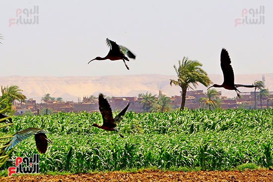 ظهور أبو منجل اللامع فى قرية موشا باسيوط ظهور أبو منجل اللامع فى قرية موشا باسيوط