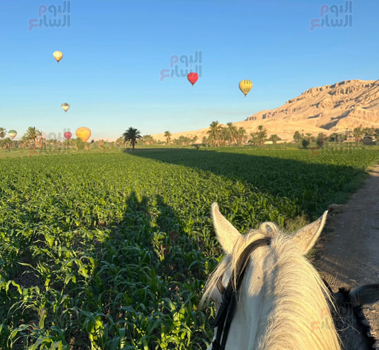 رحلات-سفارى-الخيل-سحر-وسط-البالون-الطائر-وبهجة-لسياح-العالم-في-البر-الغربى رحلات-سفارى-الخيل-سحر-وسط-البالون-الطائر-وبهجة-لسياح-العالم-في-البر-الغربى