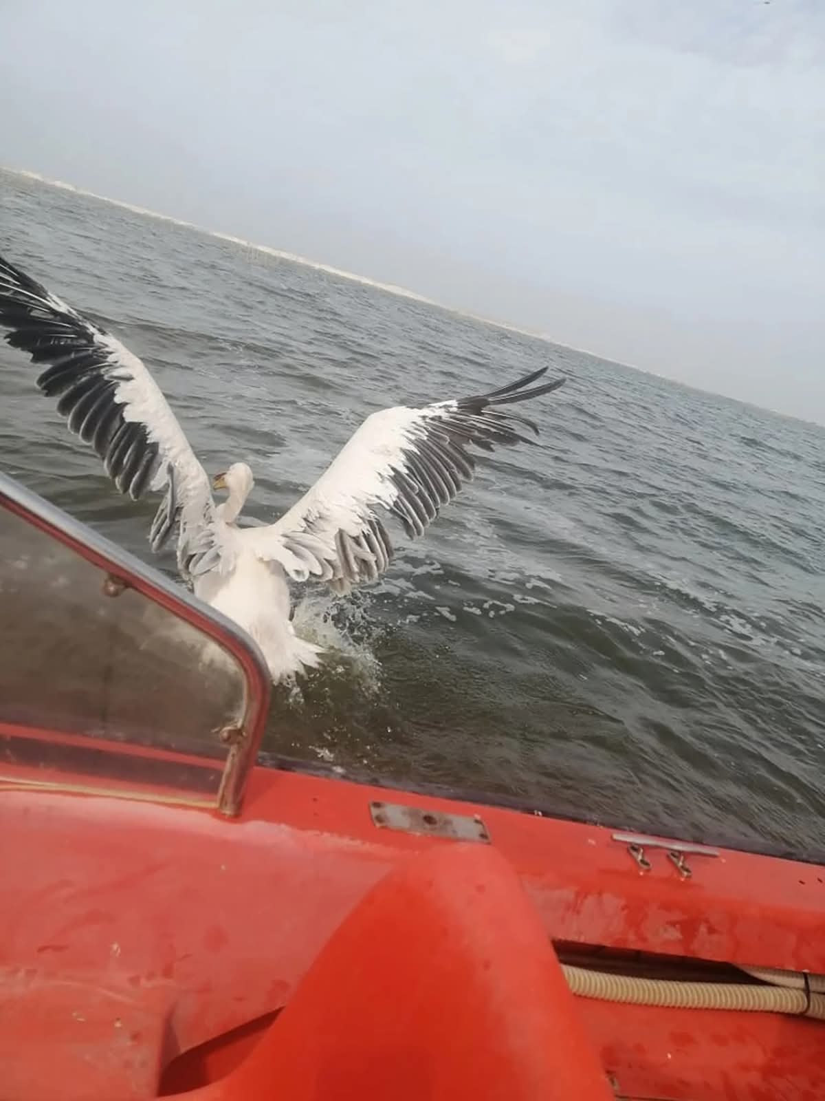 حماية الطيور المهاجرة