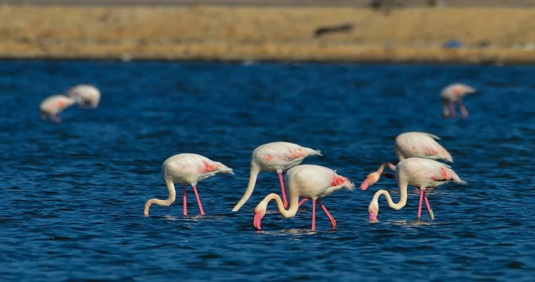 الطيور المهاجرة