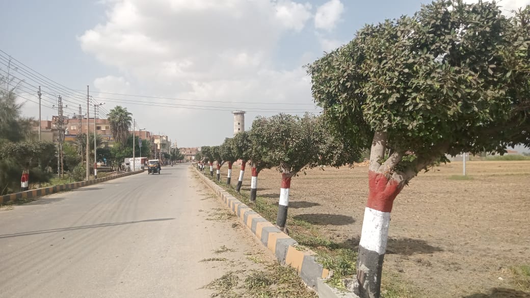 تقليم الأشجار