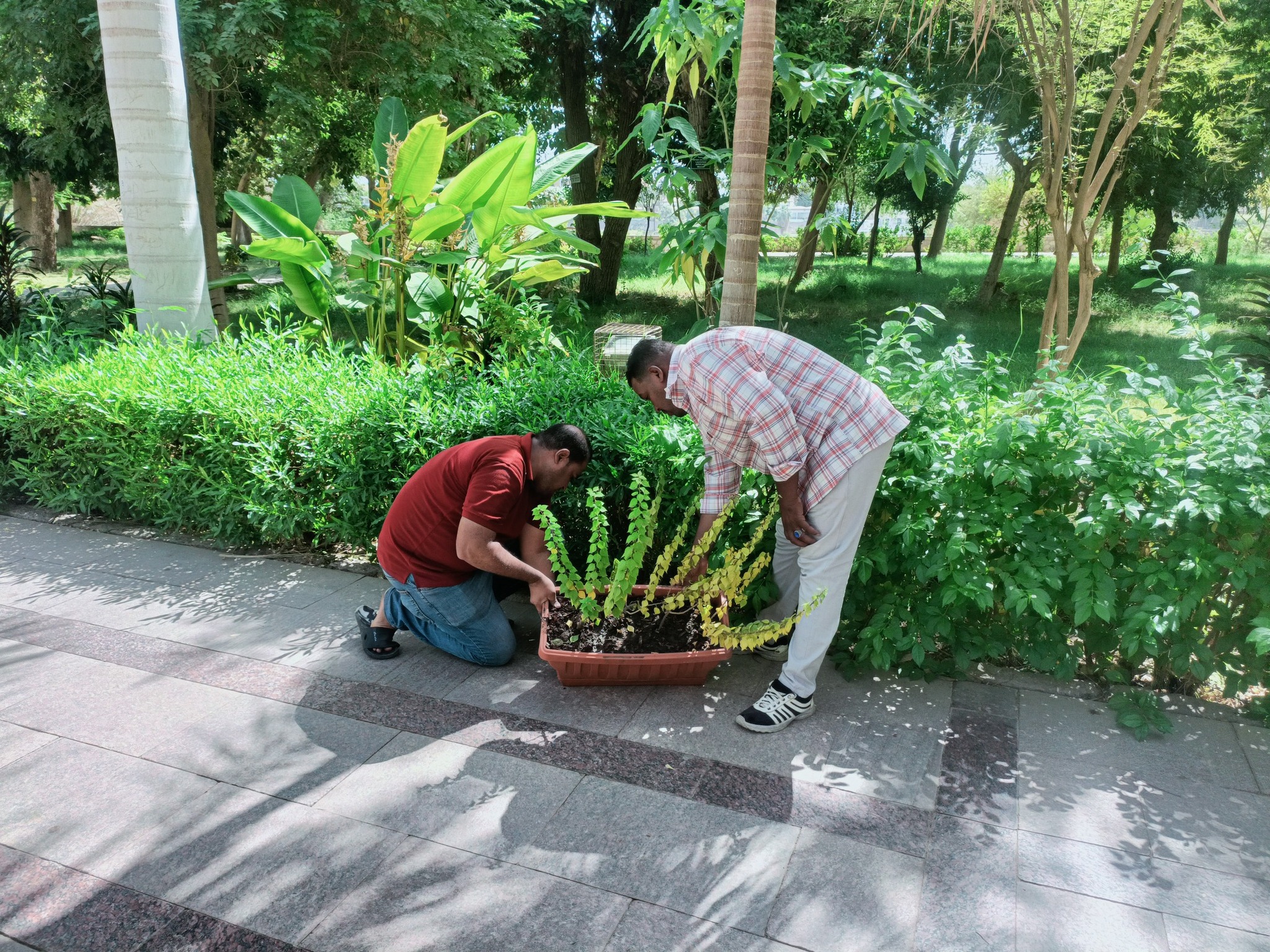 زهور الحديقة زهور الحديقة