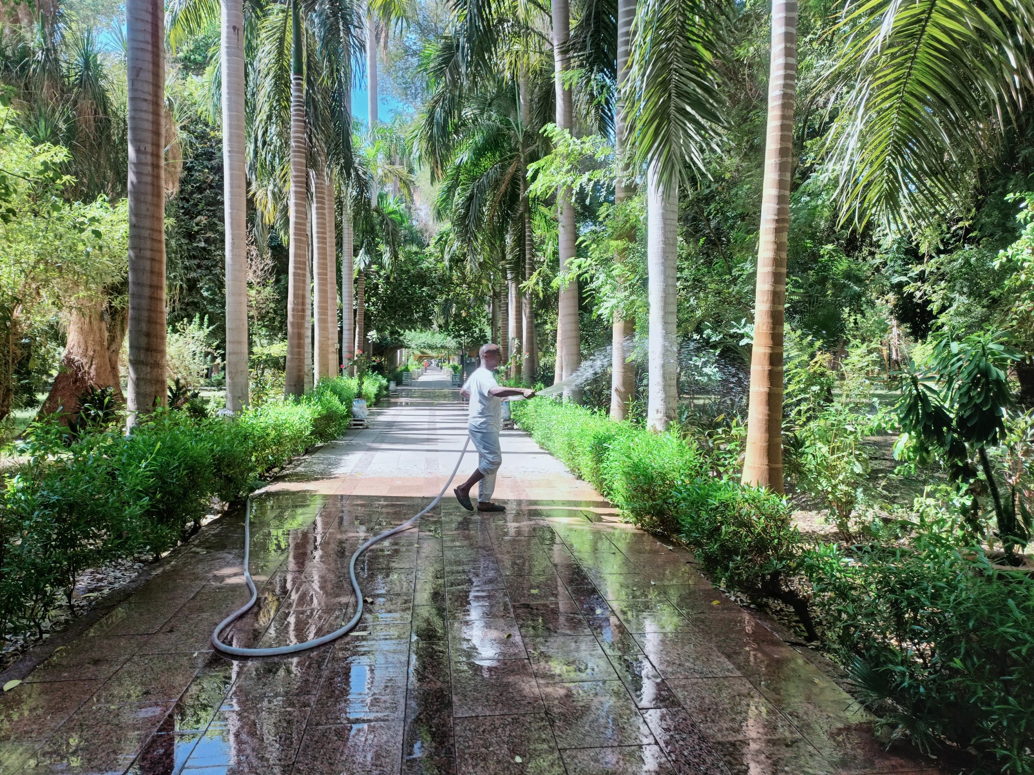 رى أشجار الحديقة رى أشجار الحديقة