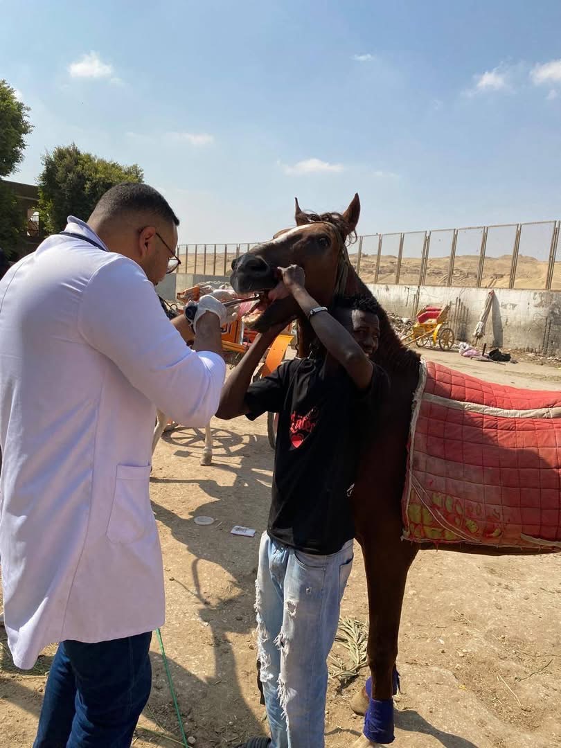 القافلة البيطرية العلاجية المجانية لعلاج الخيول والجمال القافلة البيطرية العلاجية المجانية لعلاج الخيول والجمال