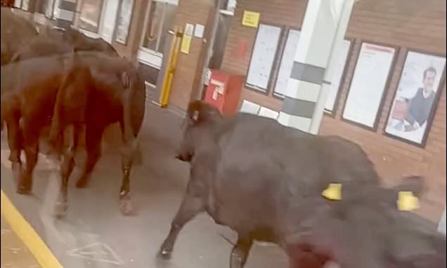 الابقار والجواميس