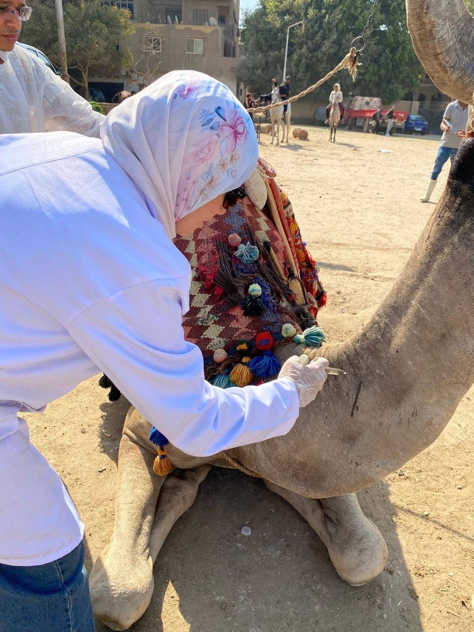 فعاليات القافلة البيطرية العلاجية المجانية لعلاج الخيول والجمال فعاليات القافلة البيطرية العلاجية المجانية لعلاج الخيول والجمال