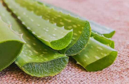 أوارق الصبار