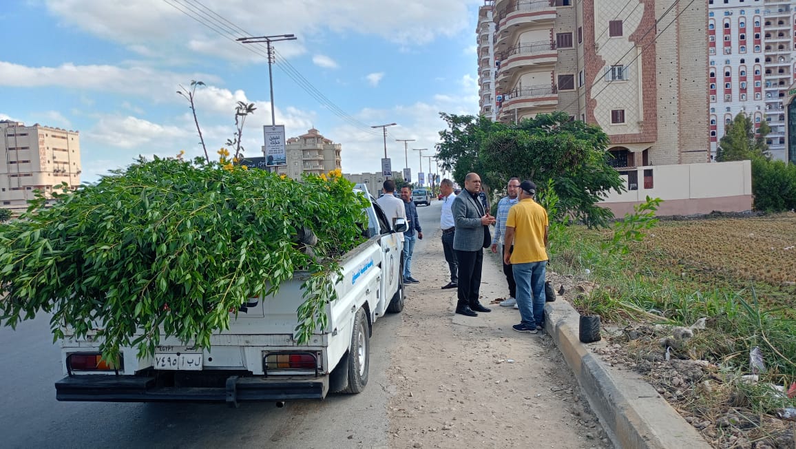 زراعة الأشجار بدسوق