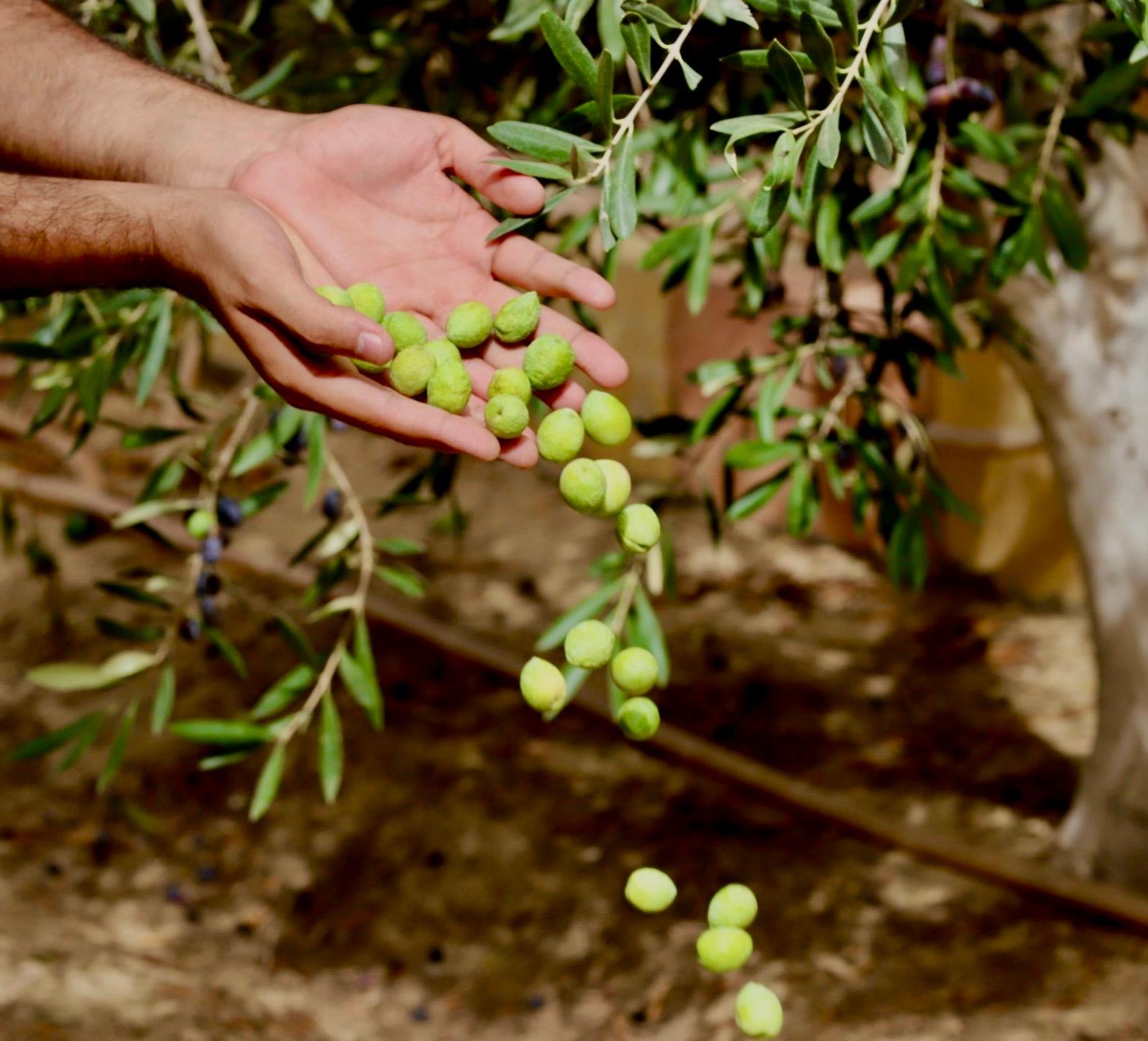 تحويل المتعافين مساحة الأرض الملحقة بمركز تابع لصندوق مكافحة الإدمان الى مزرعة لإنتاج زيت الزيتون