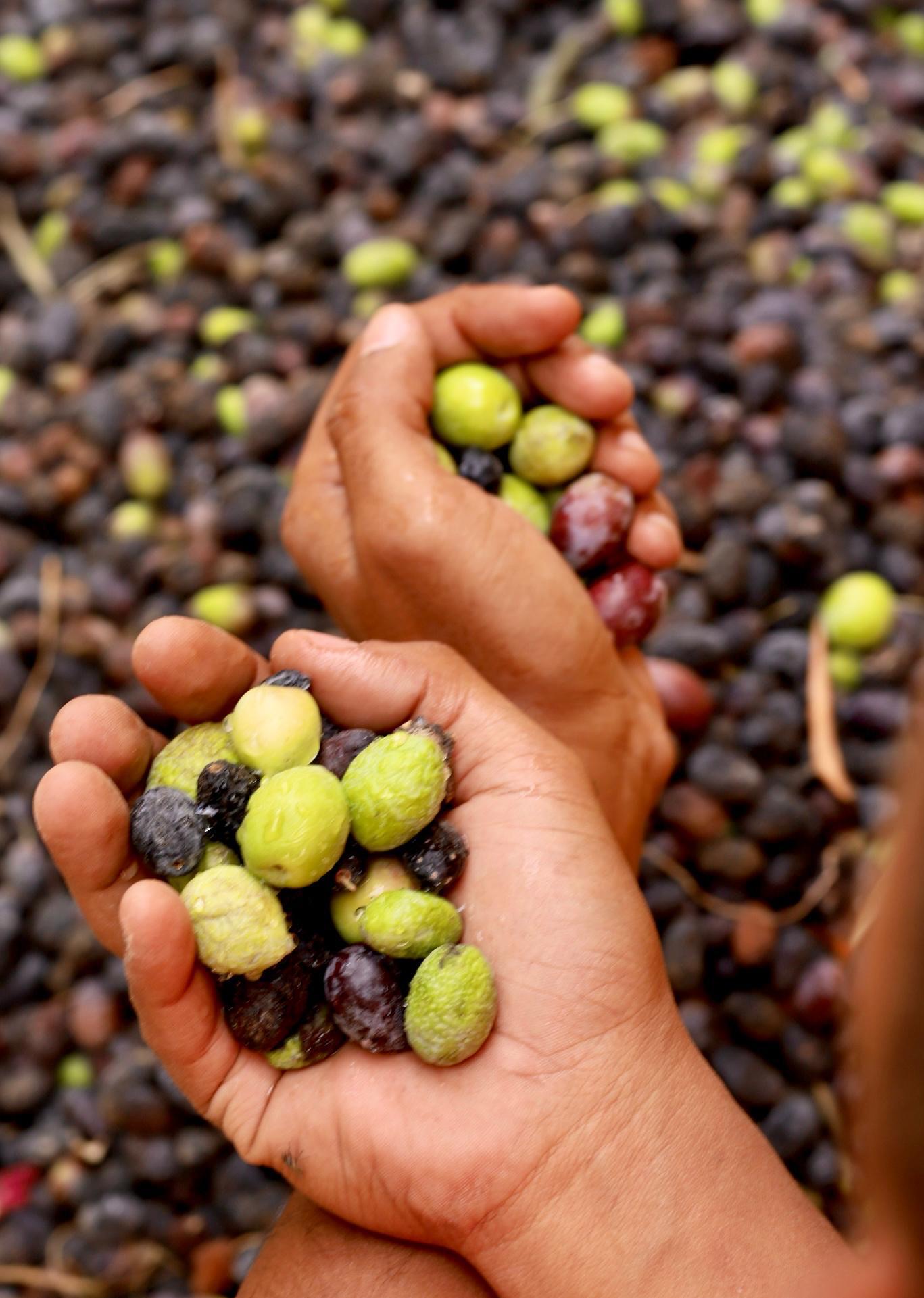 المتعافون من الإدمان يحصدون شجر الزيتون  ضمن برنامج العلاج بالعمل والحد من الانتكاسة