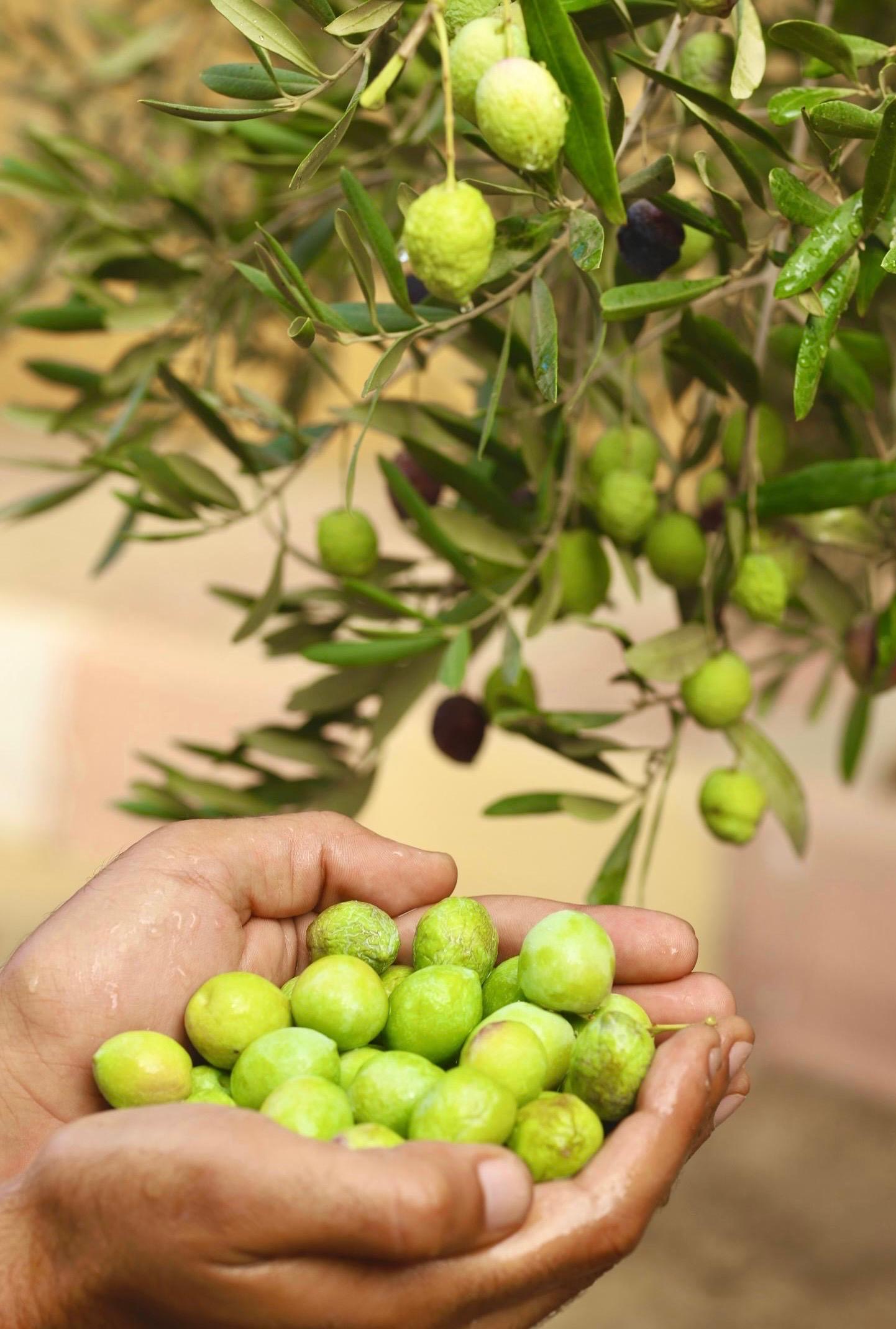 المتعافون من الإدمان يحصدون شجر الزيتون