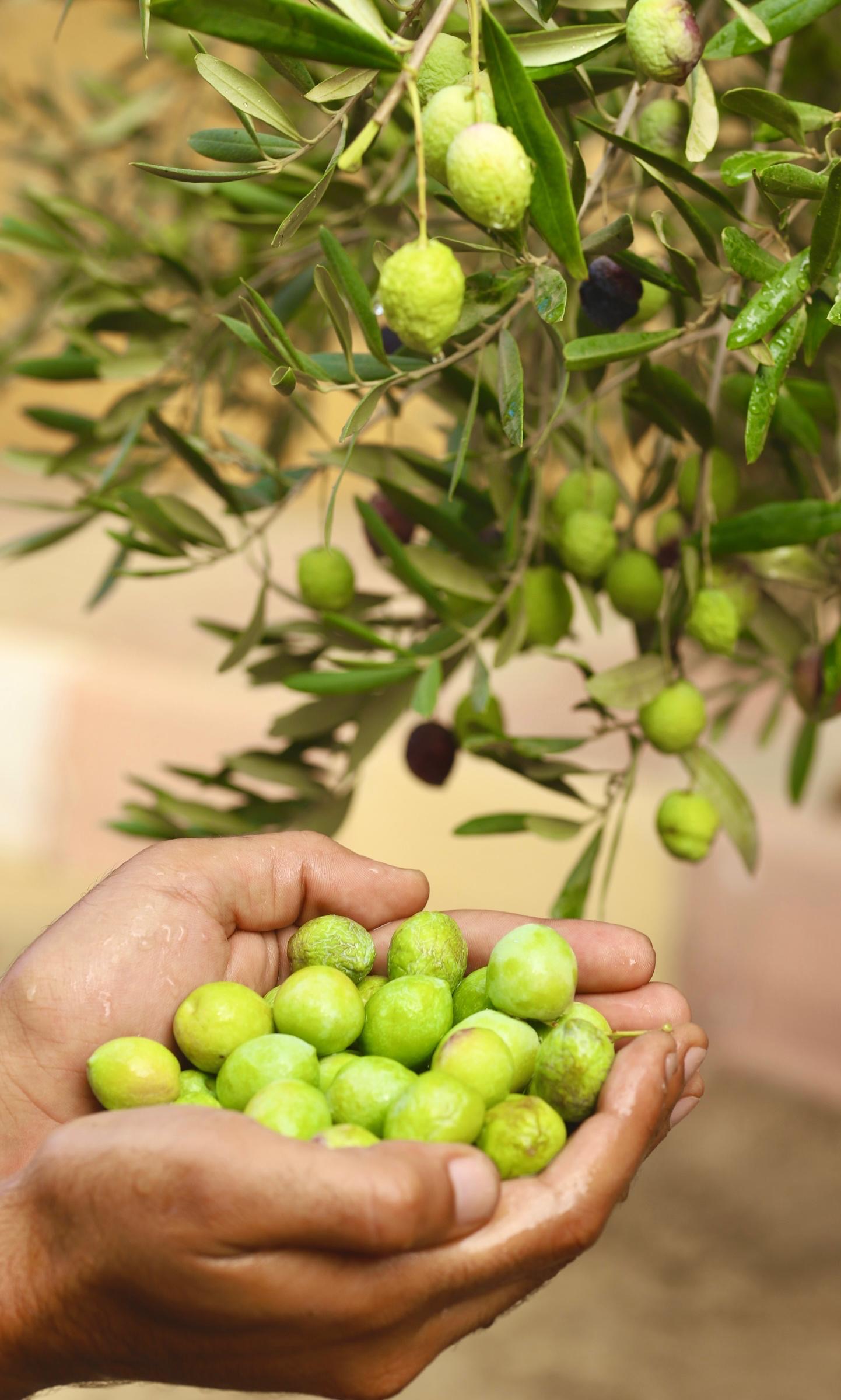 تحويل المتعافين مساحة الأرض الملحقة بصندوق مكافحة الإدمان الى مزرعة لإنتاج زيت الزيتون