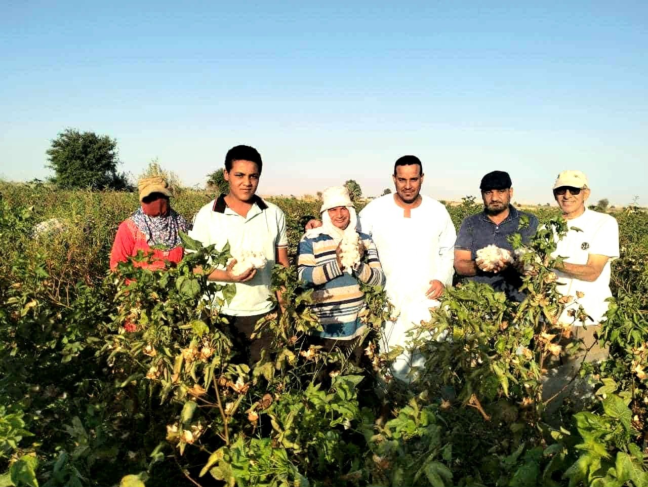 بشاير انتاج القطن بالفرافرة