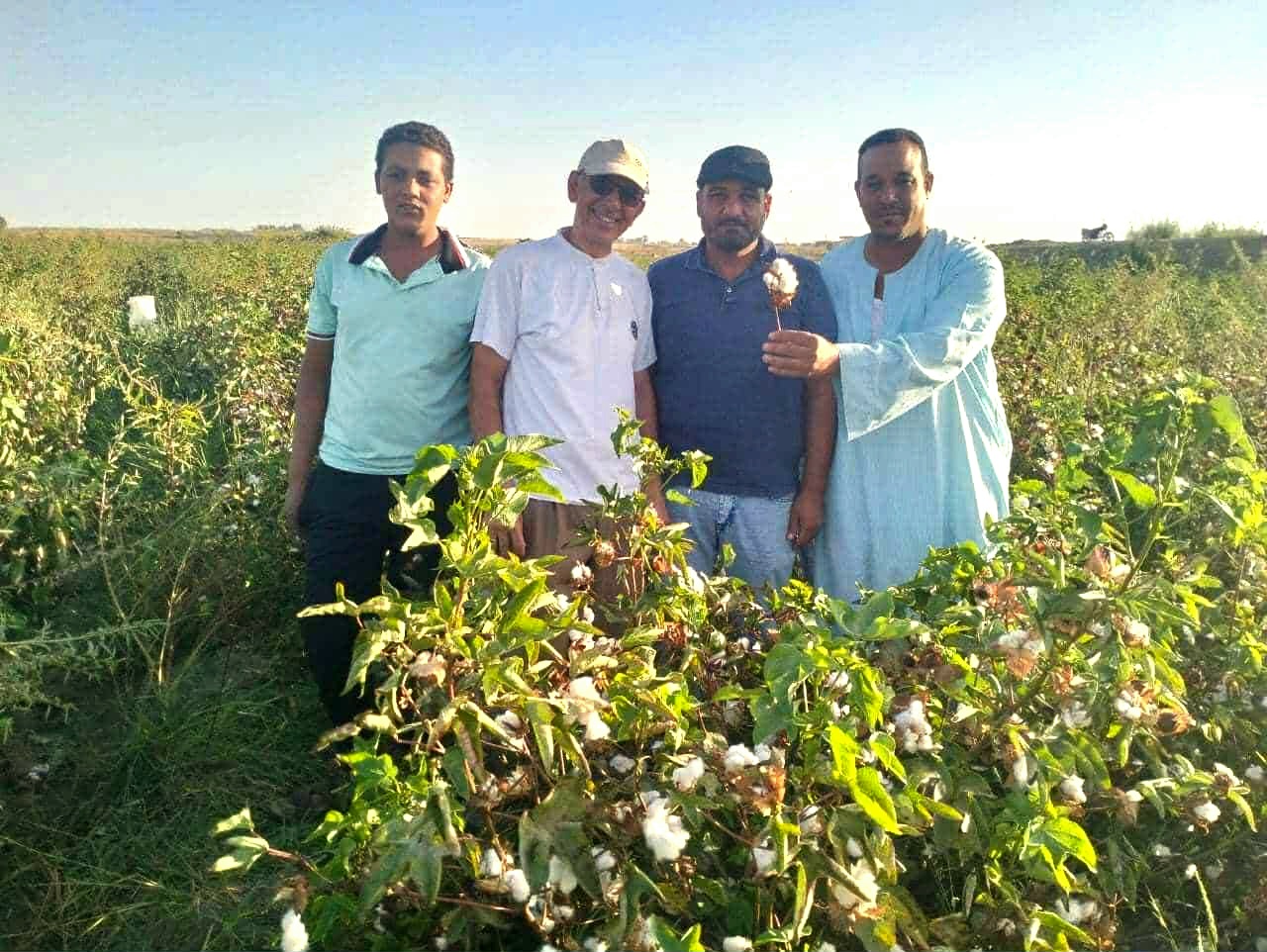 معدلات جيده لانتاج القطن بالوادى الجديد
