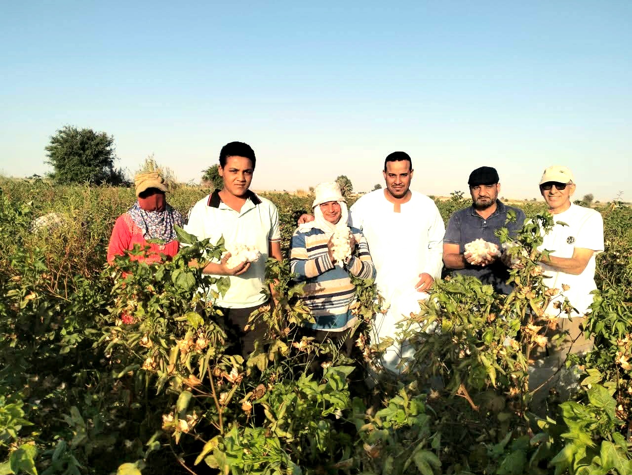 فريق عمل القطاع الزراعي اثناء متابعة جنى القطن