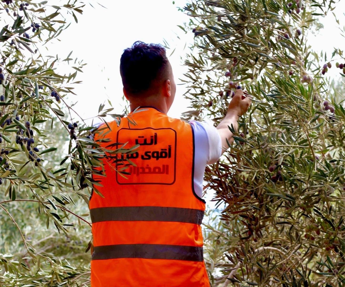 تحويل المتعافين مساحة الأرض الملحقة بمركز العزيمة مطروح  الى مزرعة لإنتاج زيت الزيتون