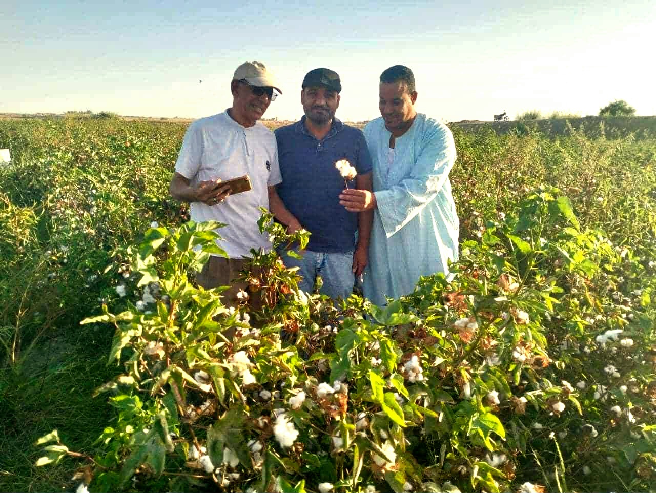 جانب من اعمال جنى القطن بالفرافرة