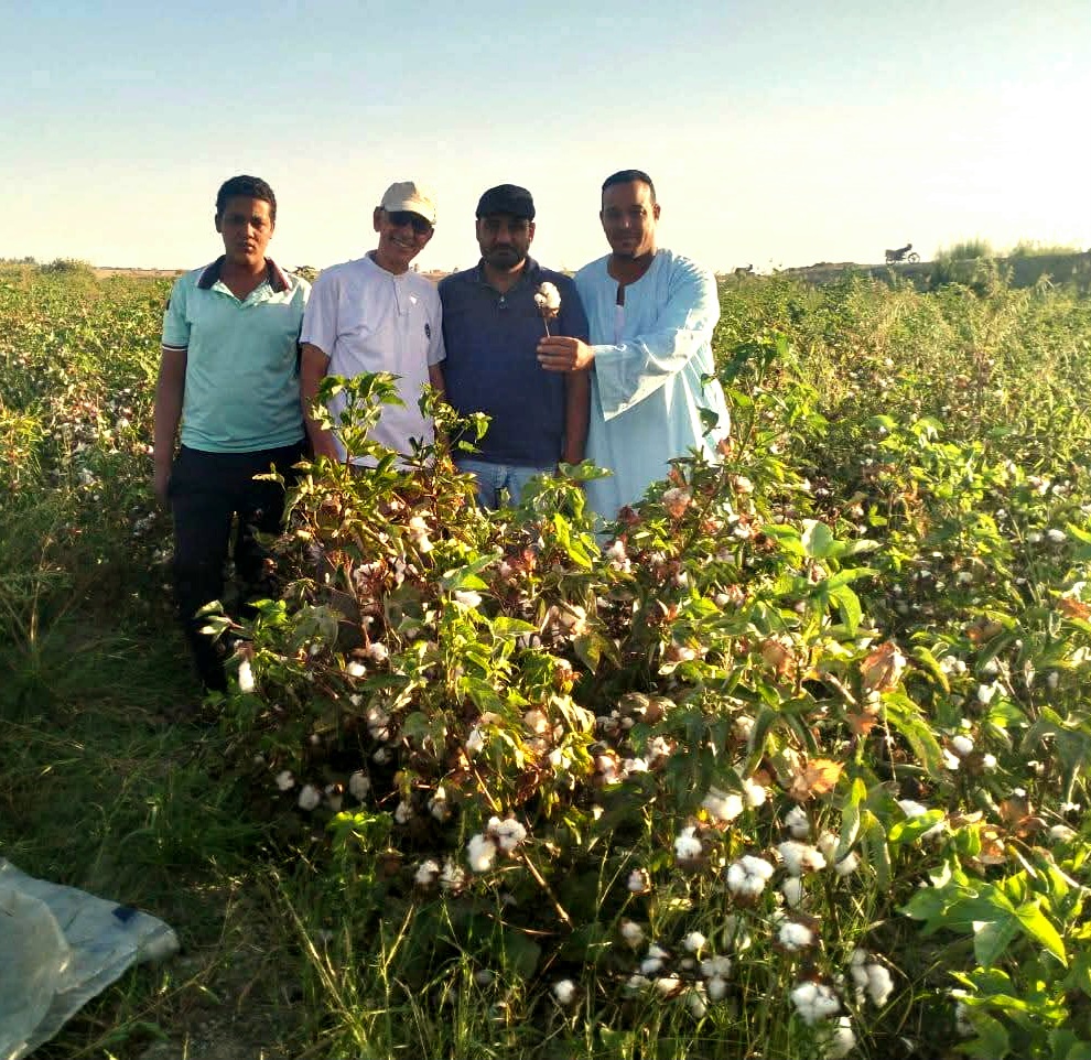 نجاح زراعة القطن فى الوادى الجديد