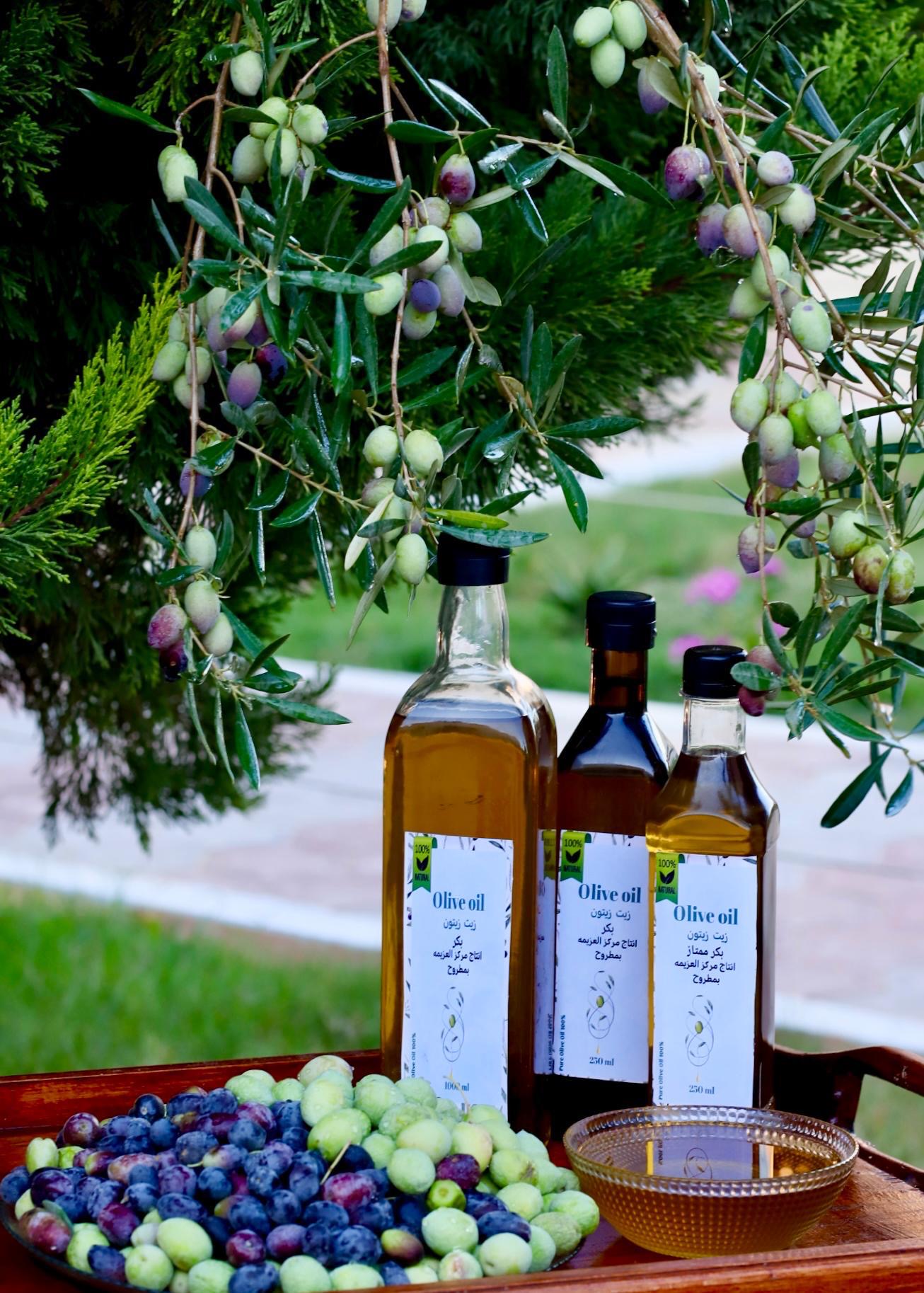 المتعافون من الإدمان يحصدون شجر الزيتون داخل مركز صندوق مكافحة الإدمان