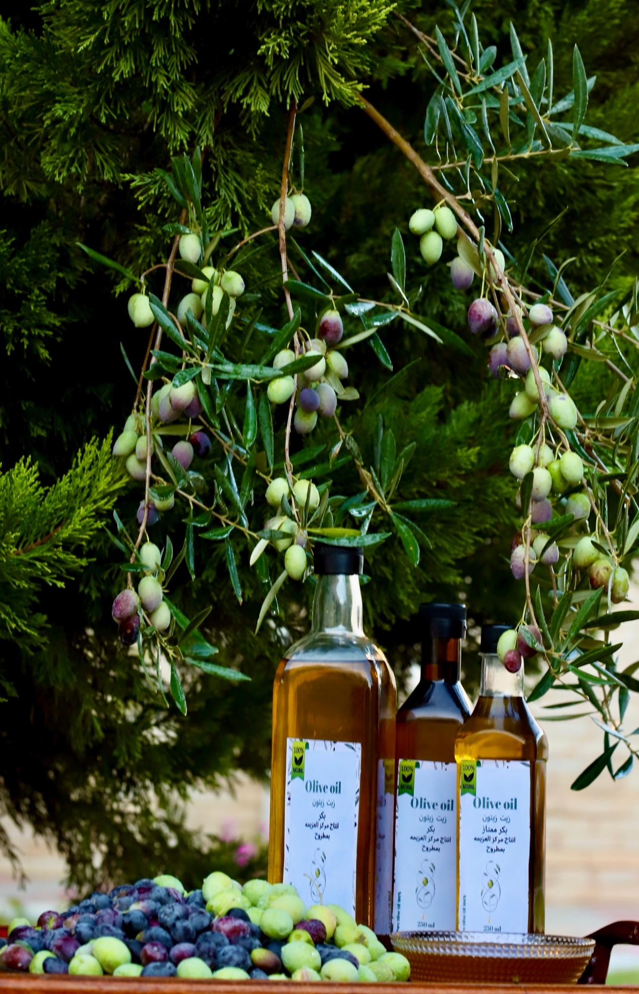 المتعافون من الإدمان يحصدون شجر الزيتون داخل مركز العزيمة مطروح التابع لصندوق مكافحة الإدمان