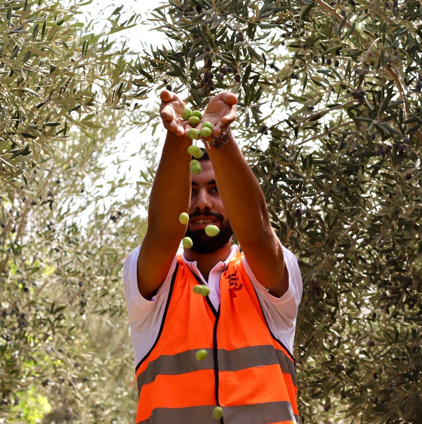 المتعافون يحصدون شجر الزيتون بمركز العزيمة مطروح