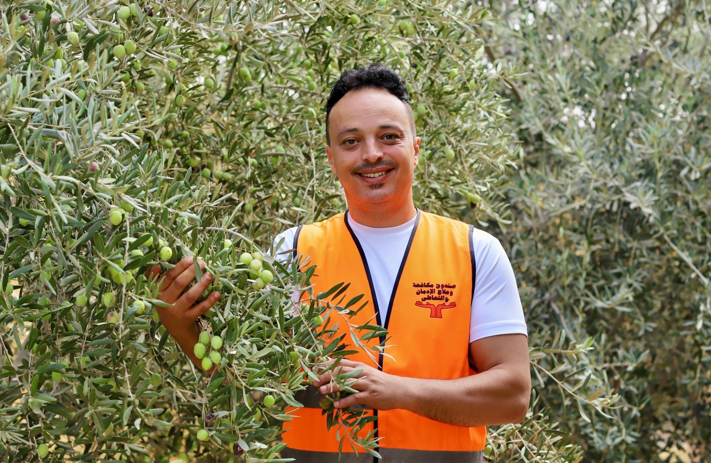 المتعافون يحصدون شجر الزيتون داخل مركز صندوق مكافحة الإدمان