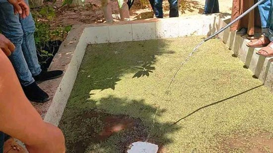 65200-طحالب-الأزولا-أرخص-علف-حيوانى-وداجني-يدعم-احتياجات-الماشية-والدواجن-(6)